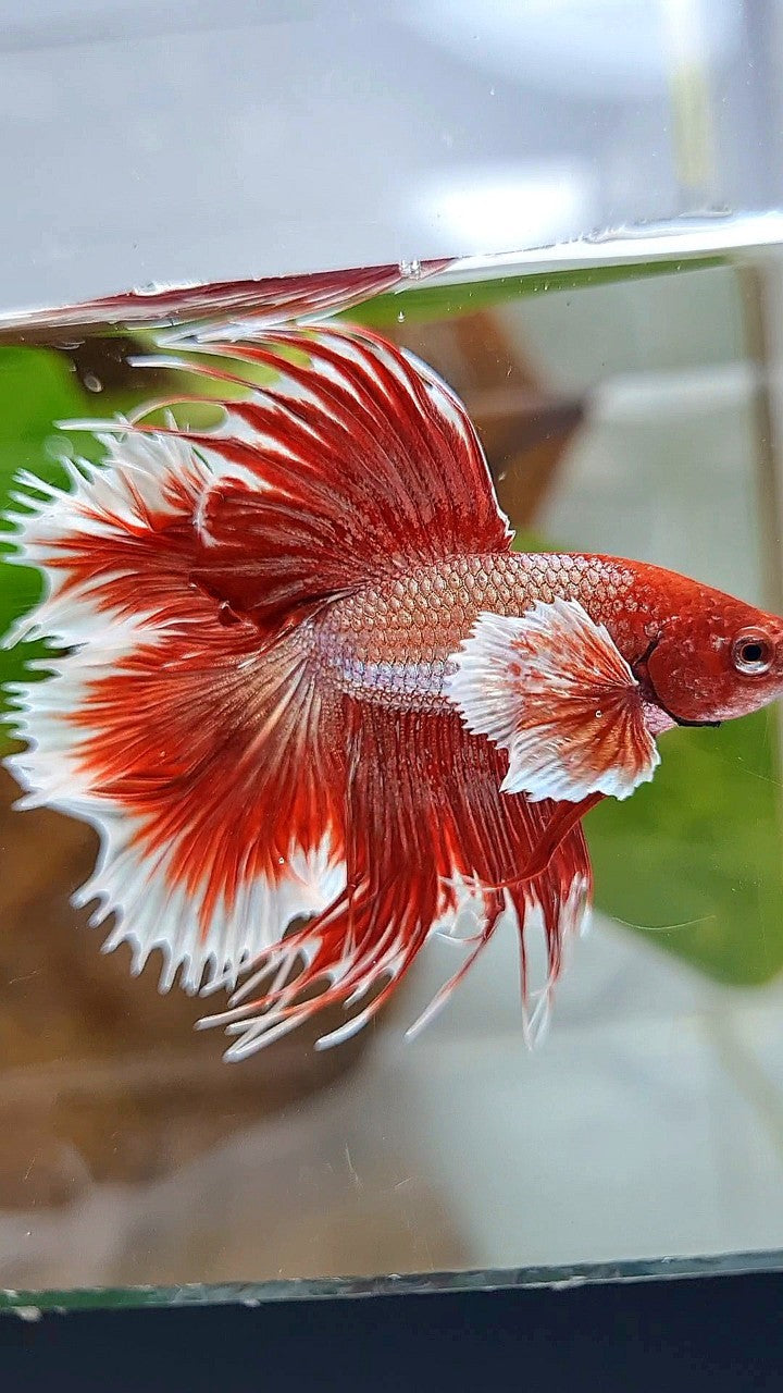 HALFMOON DOUBLE TAIL DUMBO EAR ROSEGOLD RED BETTA FISH