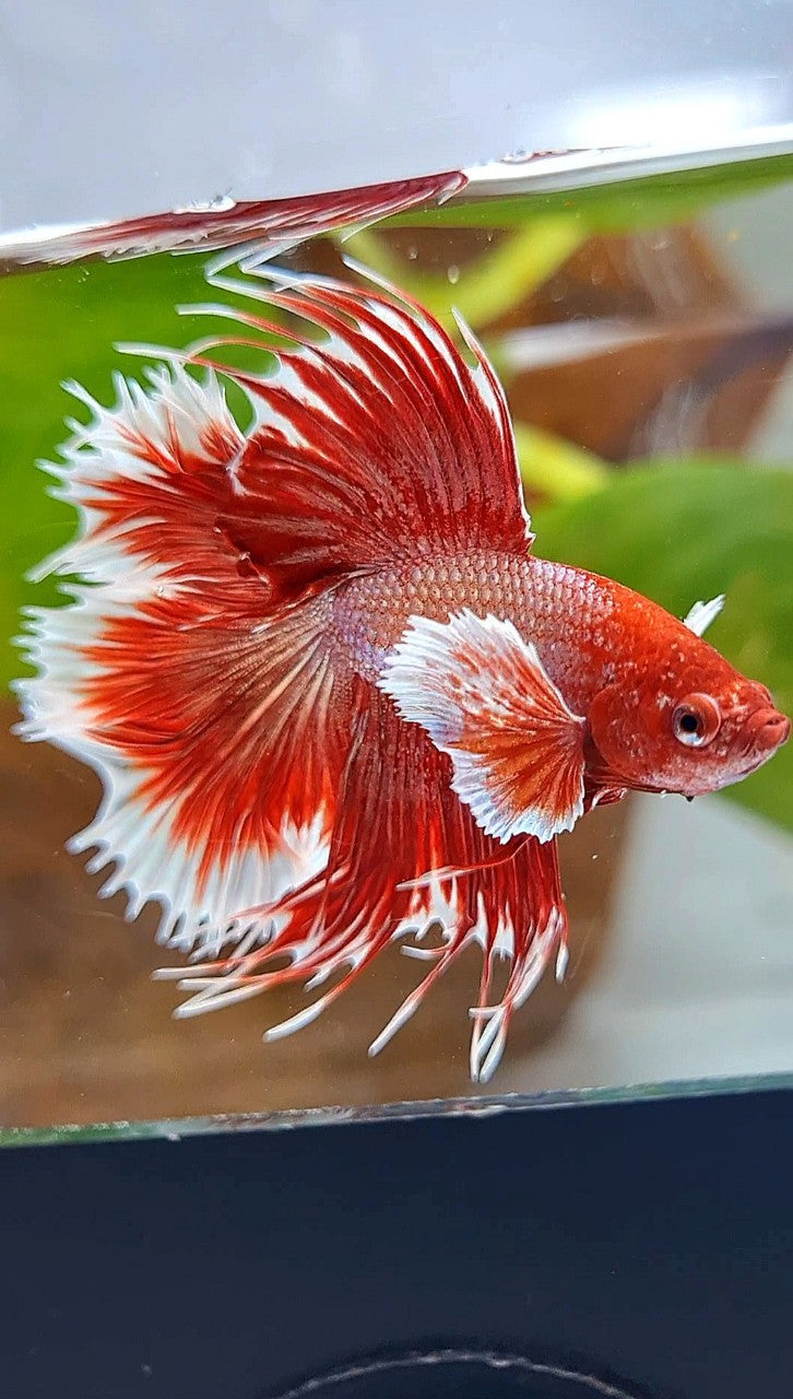 HALFMOON DOUBLE TAIL DUMBO EAR ROSEGOLD RED BETTA FISH
