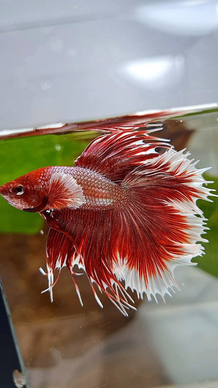 HALFMOON DOUBLE TAIL DUMBO EAR ROSEGOLD RED BETTA FISH