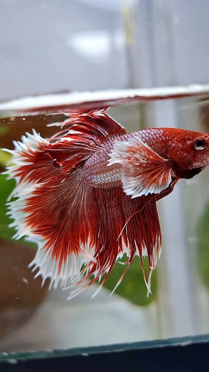 HALFMOON DOUBLE TAIL DUMBO EAR ROSEGOLD RED BETTA FISH