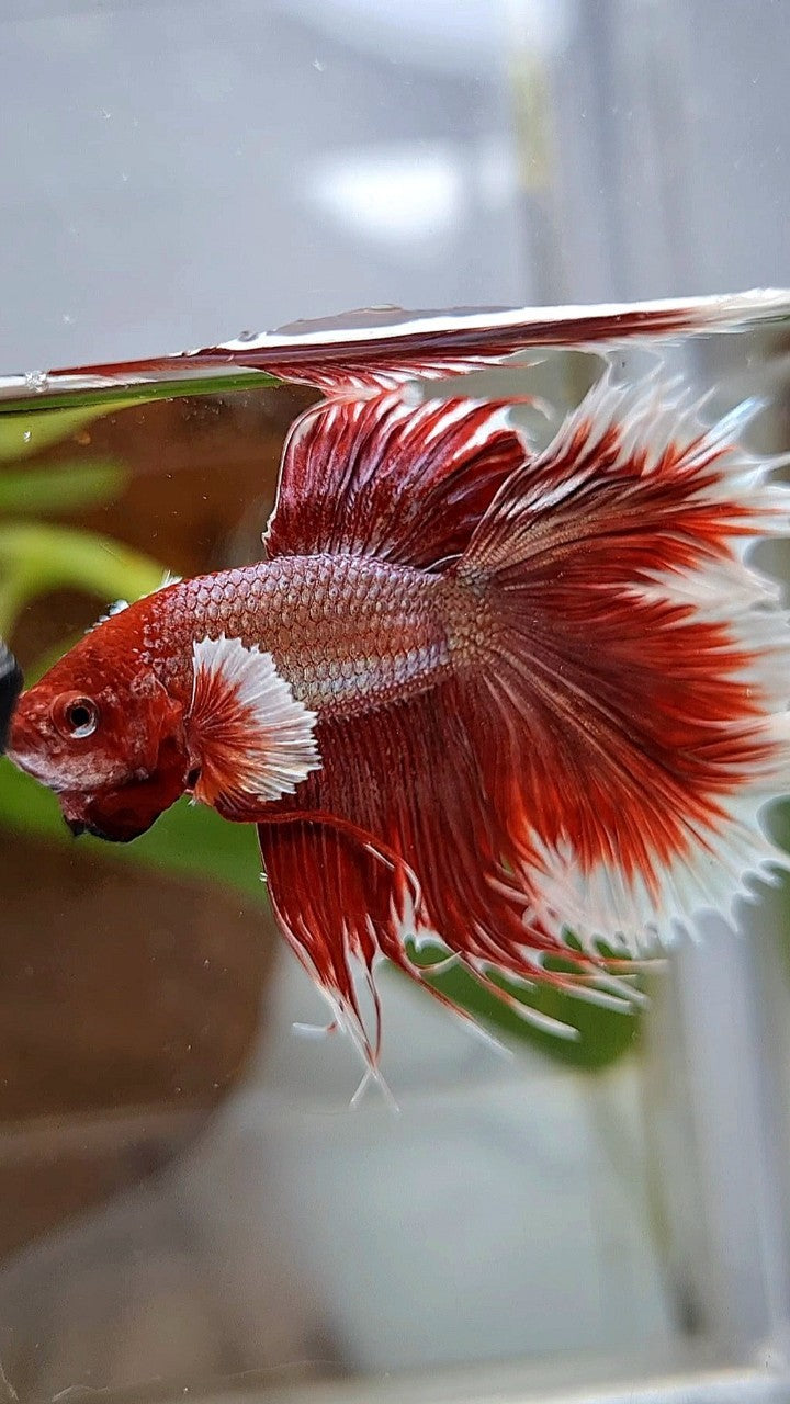 HALFMOON DOUBLE TAIL DUMBO EAR ROSEGOLD RED BETTA FISH