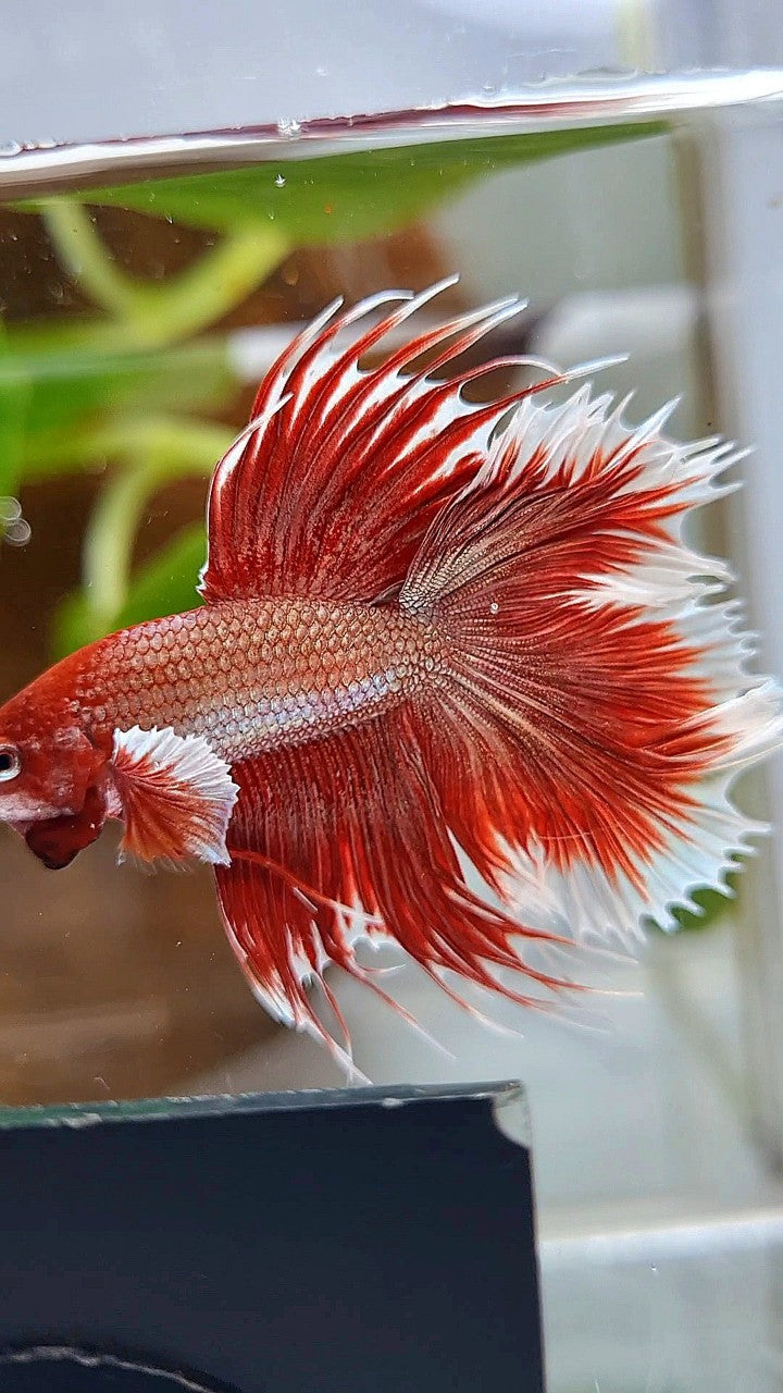 HALFMOON DOUBLE TAIL DUMBO EAR ROSEGOLD RED BETTA FISH