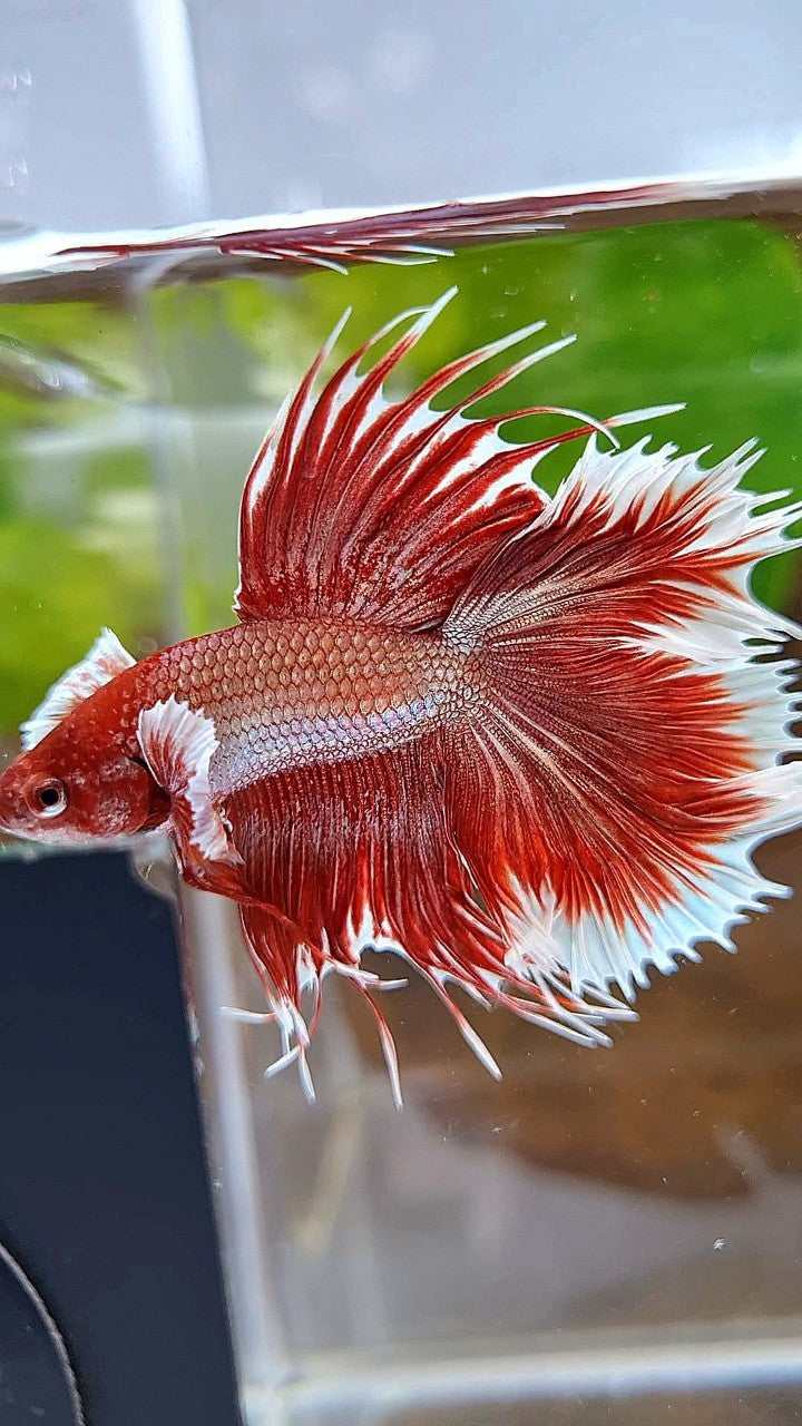 HALFMOON DOUBLE TAIL DUMBO EAR ROSEGOLD RED BETTA FISH