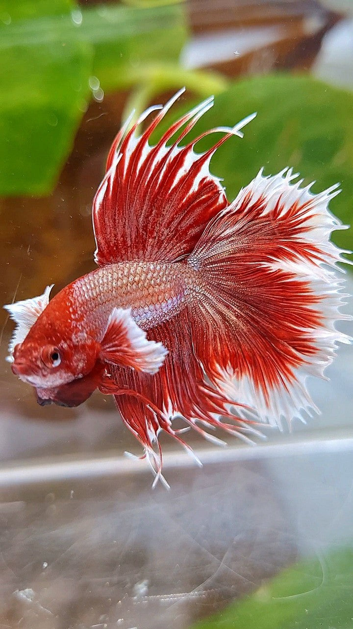 HALFMOON DOUBLE TAIL DUMBO EAR ROSEGOLD RED BETTA FISH