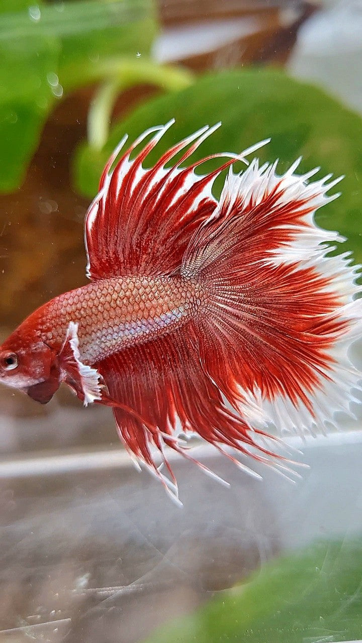 HALFMOON DOUBLE TAIL DUMBO EAR ROSEGOLD RED BETTA FISH