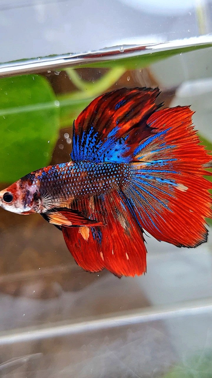 HALFMOON RED METTALIC MULTICOLOR BETTA FISH