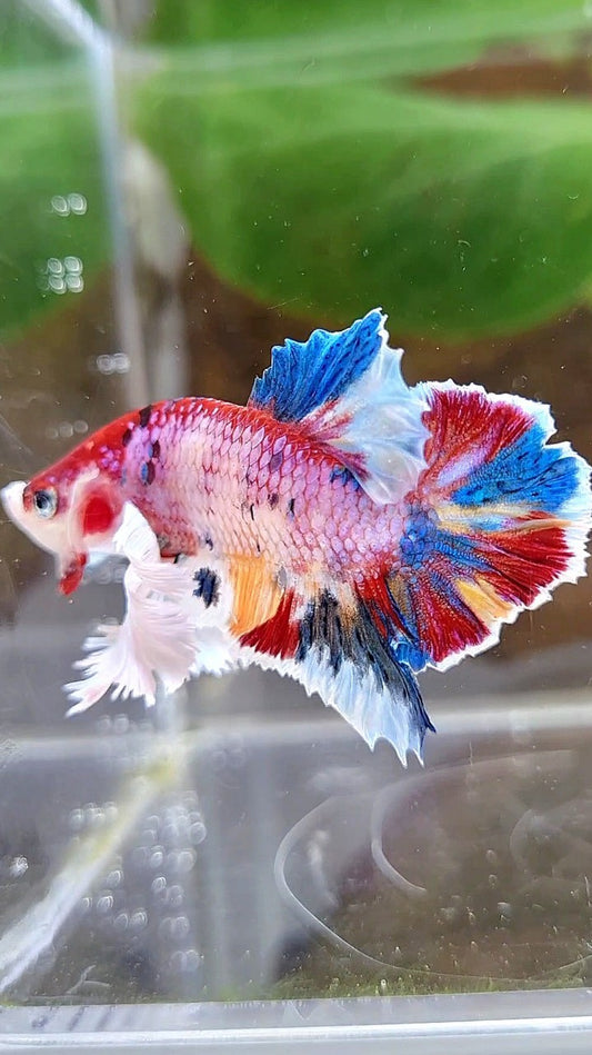 LUXURY PLAKAT DUMBO EAR RAINBOW SUPER MULTICOLOR BETTA FISH