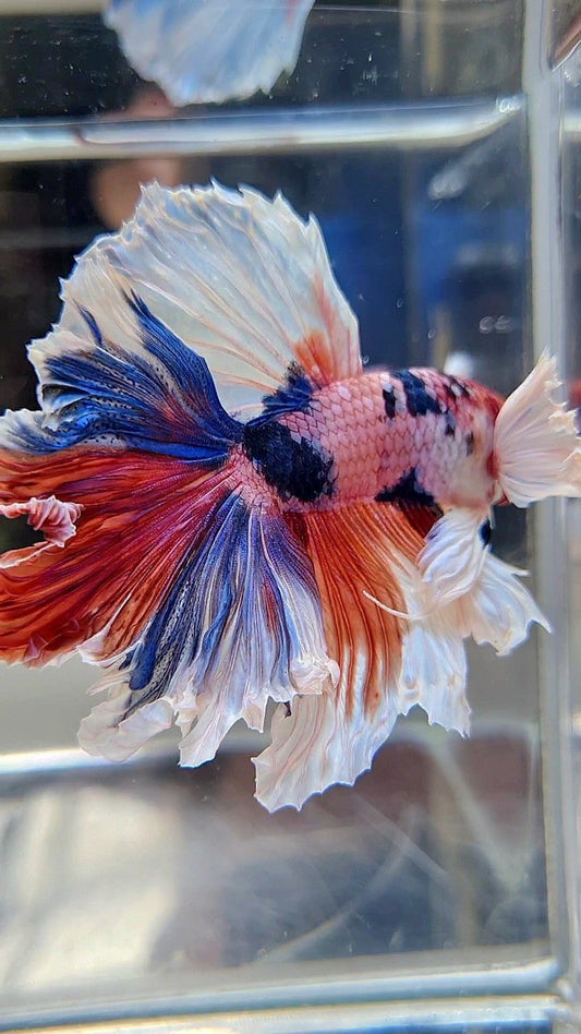LUXURY HALFMOON SUPER DUMBO EAR FEATHER TAIL CANDY RED MULTICOLOR BETTA FISH