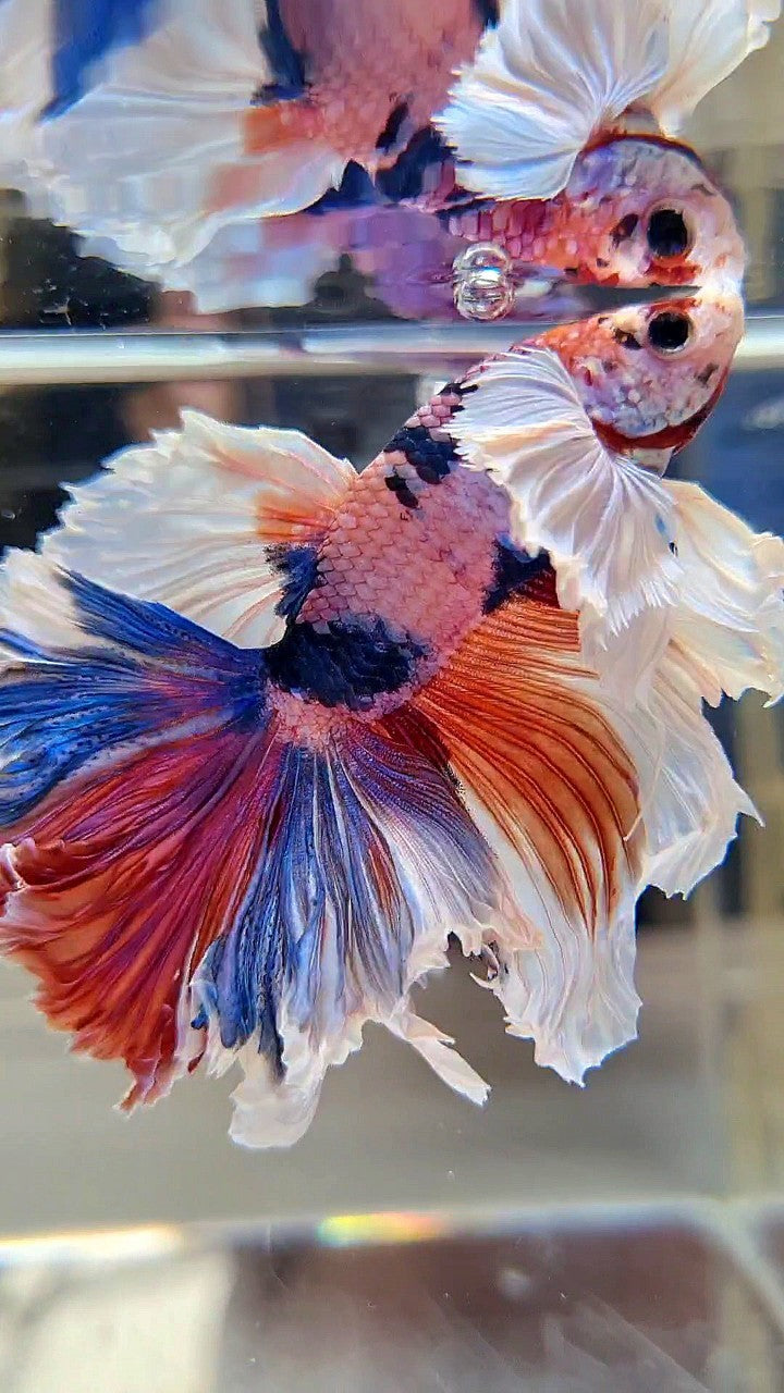 LUXURY HALFMOON SUPER DUMBO EAR FEATHER TAIL CANDY RED MULTICOLOR BETTA FISH