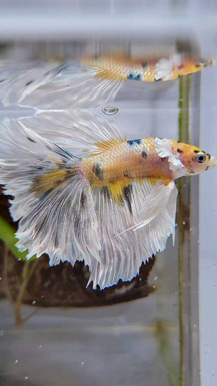 HALFMOON DUMBO EAR YELLOW COPPER MULTICOLOR BETTA FISH