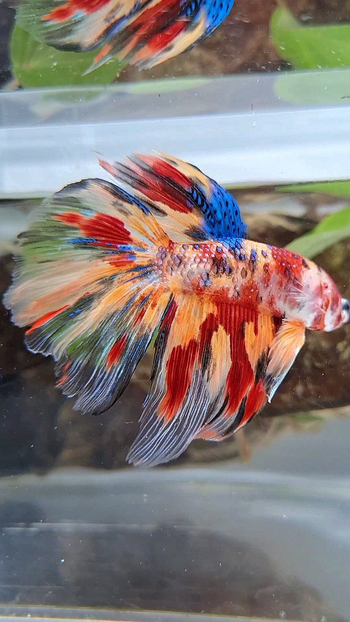 HALFMOON ROSETAIL FIRE METTALIC MULTICOLOR BETTA FISH