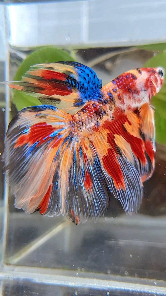 HALFMOON ROSETAIL FIRE METTALIC MULTICOLOR BETTA FISH