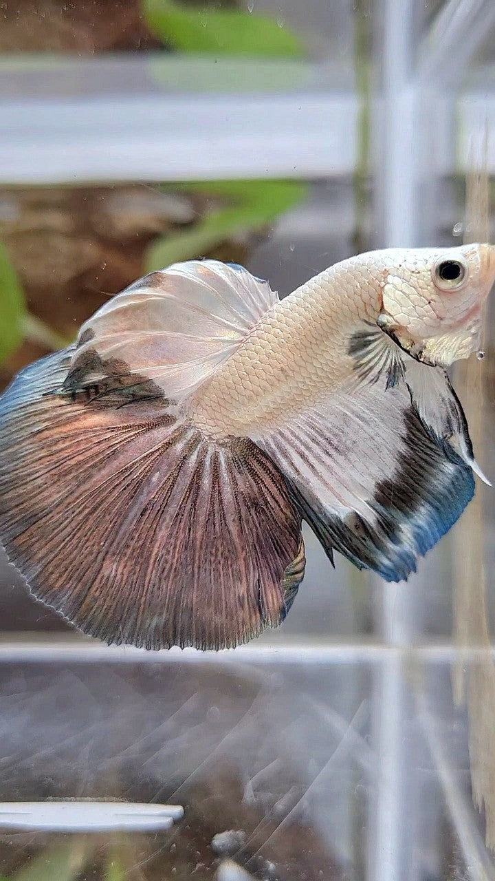HALFMOON COPPER RIM BETTA FISH