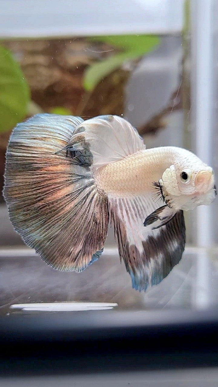 HALFMOON COPPER RIM BETTA FISH