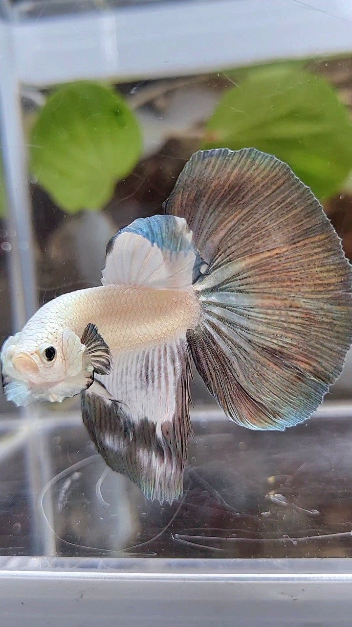 HALFMOON COPPER RIM BETTA FISH