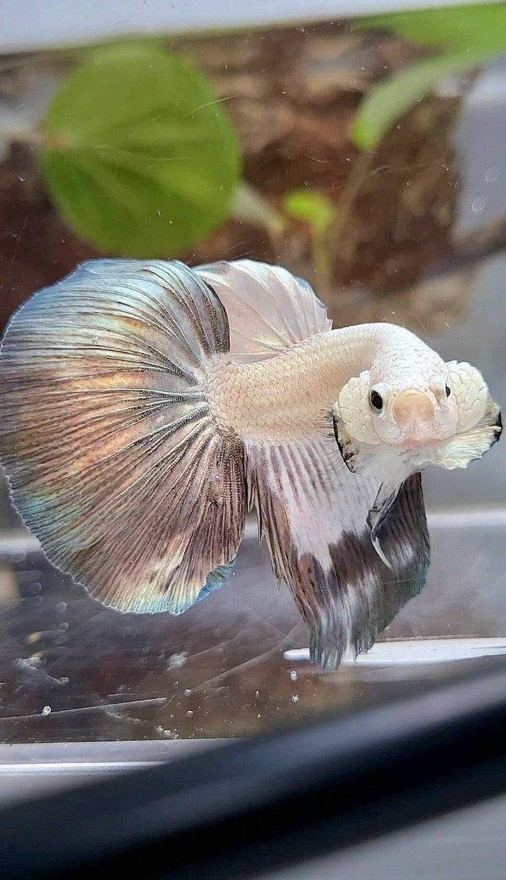 HALFMOON COPPER RIM BETTA FISH