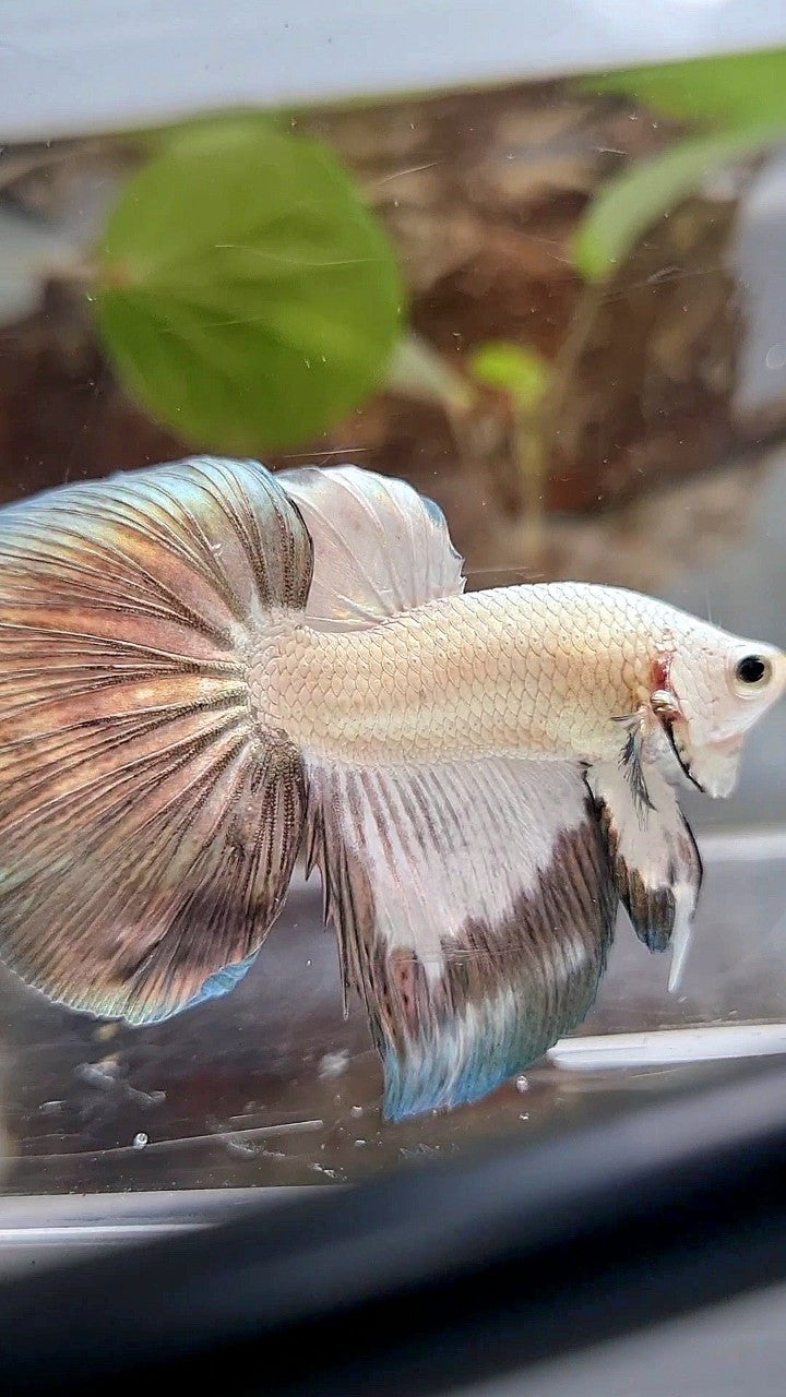 HALFMOON COPPER RIM BETTA FISH