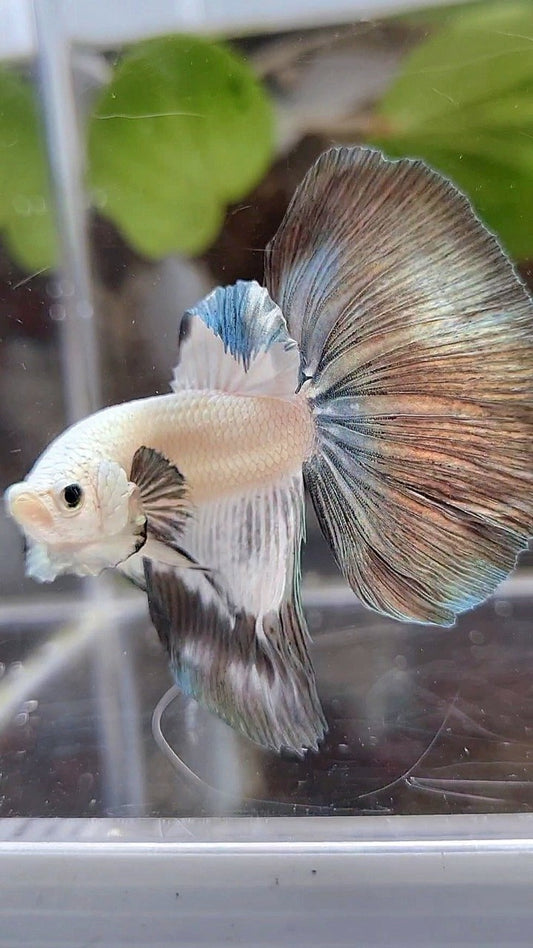 HALFMOON COPPER RIM BETTA FISH