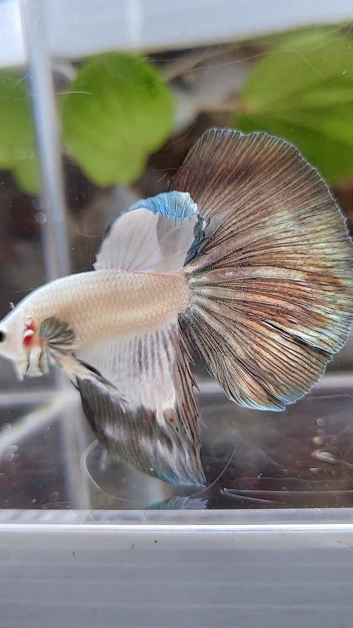 HALFMOON COPPER RIM BETTA FISH