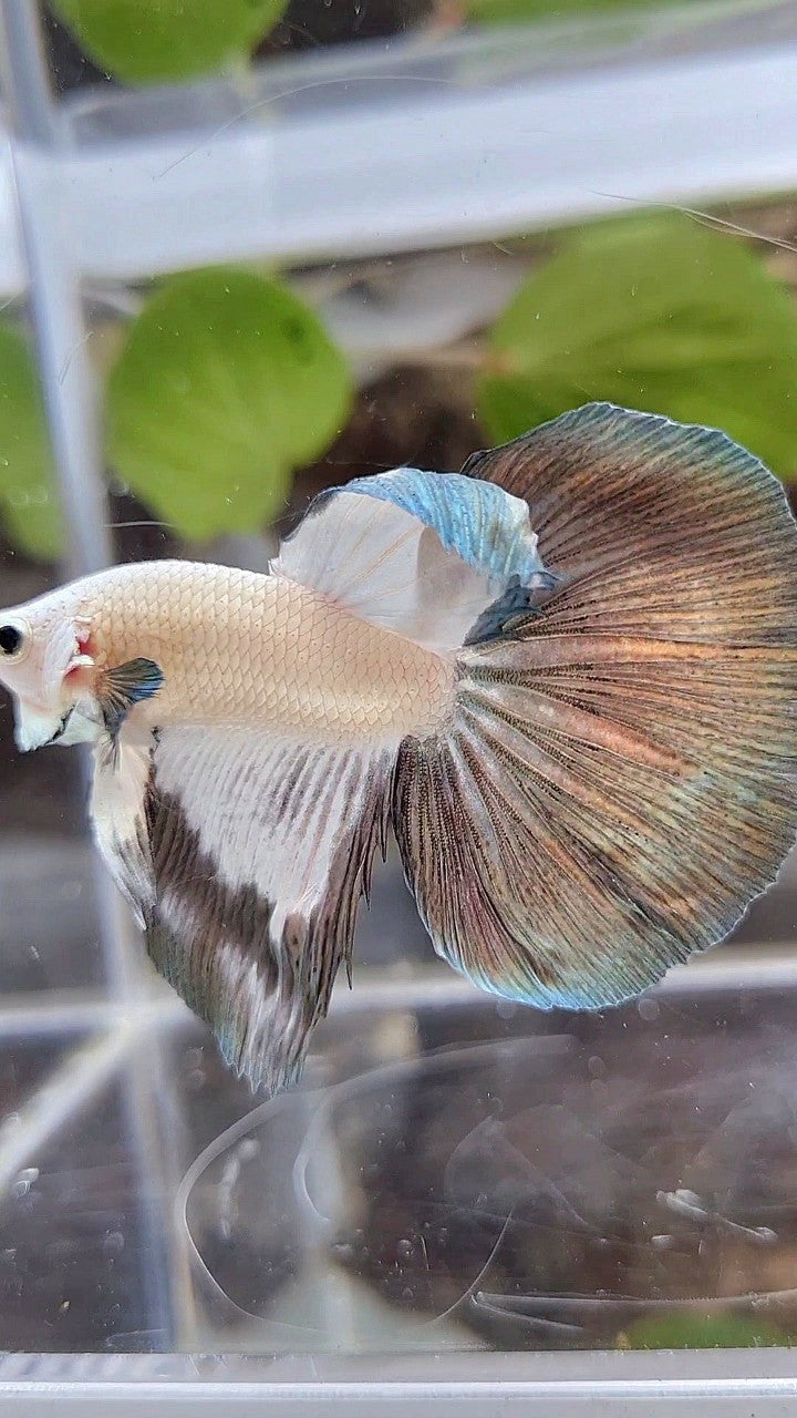 HALFMOON COPPER RIM BETTA FISH