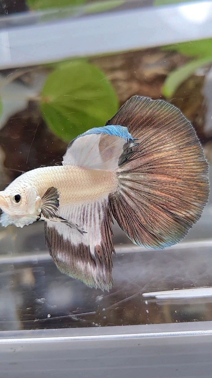 HALFMOON COPPER RIM BETTA FISH