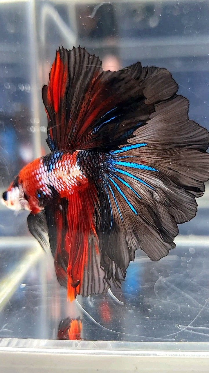 HALFMOON ROSETAIL RED FANCY MULTICOLOR BETTA FISH