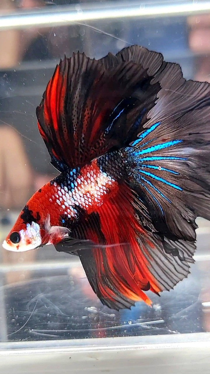 HALFMOON ROSETAIL RED FANCY MULTICOLOR BETTA FISH