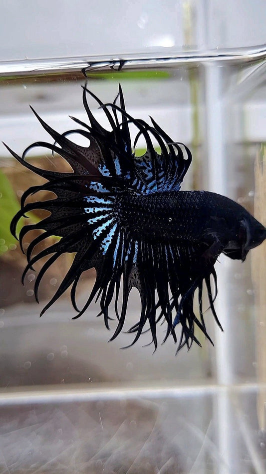 KING CROWNTAIL BLACK ORCHID BETTA FISH