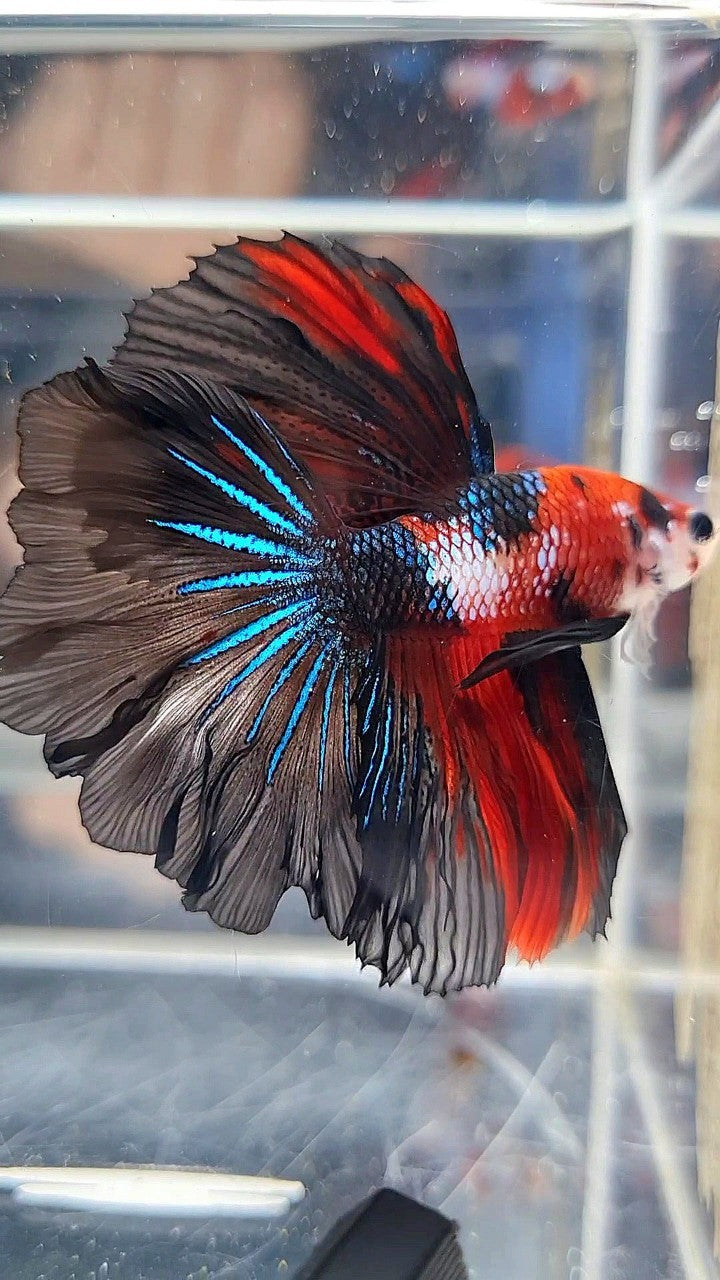 HALFMOON ROSETAIL RED FANCY MULTICOLOR BETTA FISH