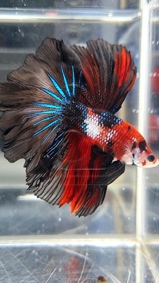 HALFMOON ROSETAIL RED FANCY MULTICOLOR BETTA FISH