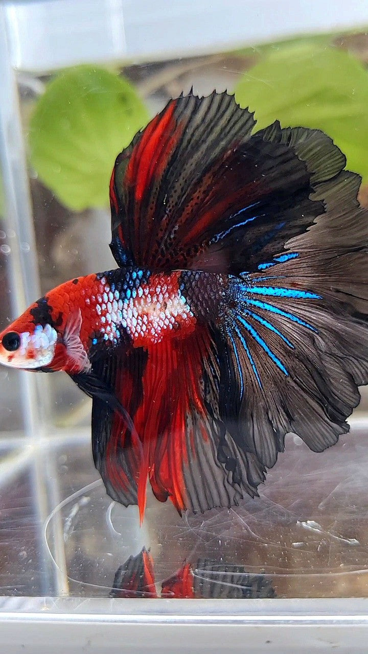 HALFMOON ROSETAIL RED FANCY MULTICOLOR BETTA FISH