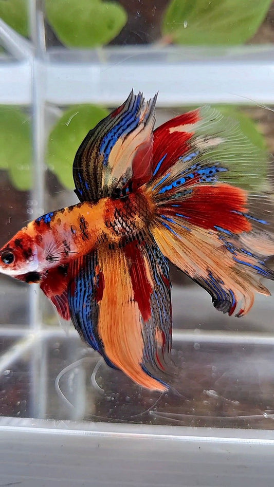 HALFMOON METTALIC ORANGE TIGER MULTICOLOR BETTA FISH
