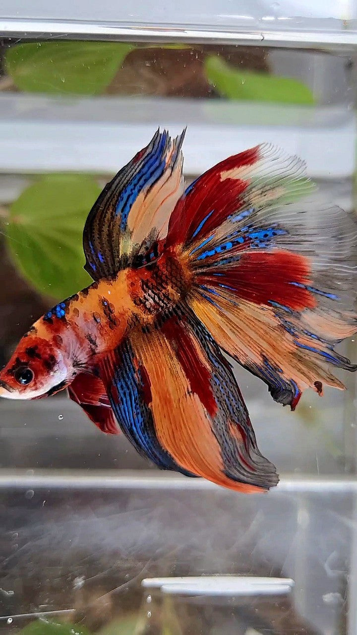 HALFMOON METTALIC ORANGE TIGER MULTICOLOR BETTA FISH