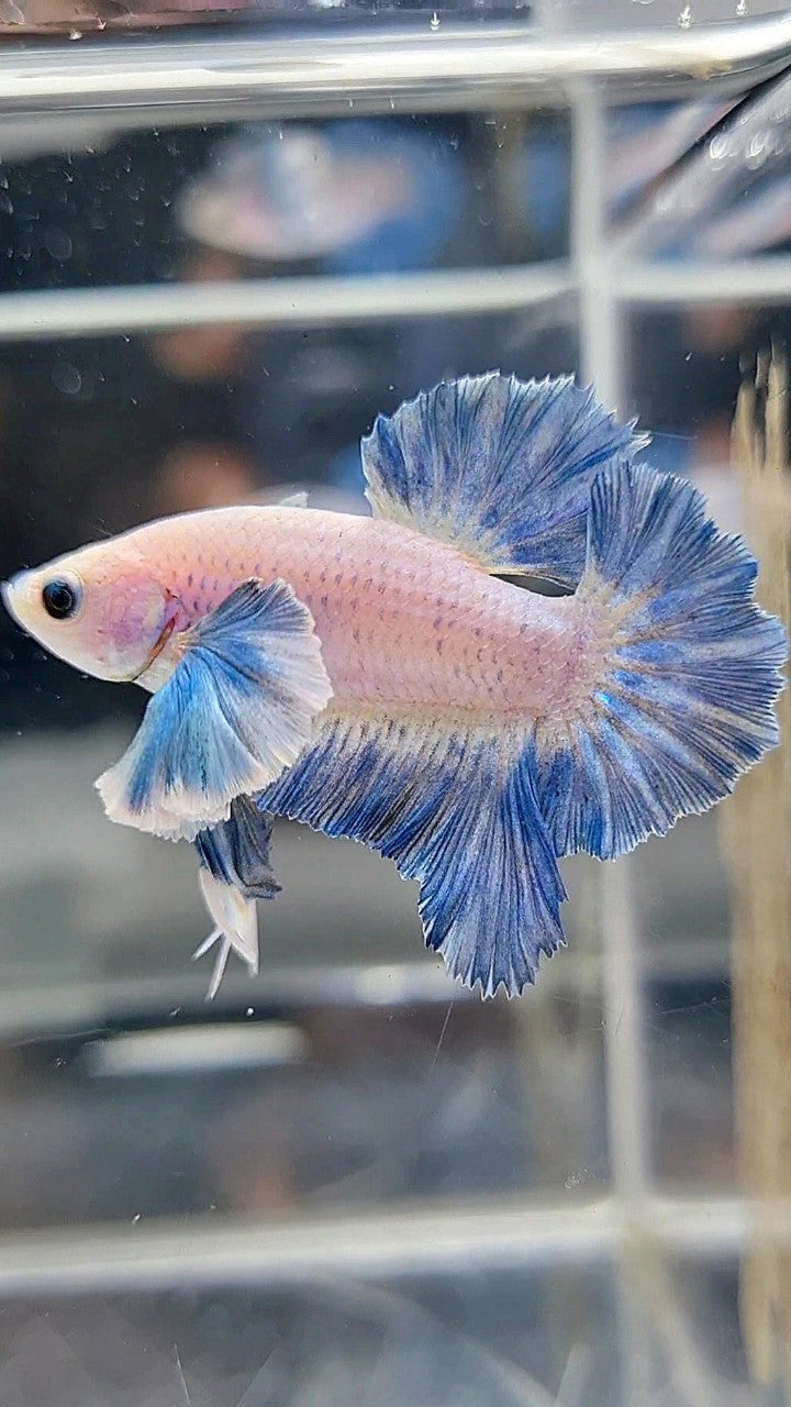 PLAKAT ROSETAIL SUPER DUMBO COLORED EAR BLUE GRIZZLE BETTA FISH