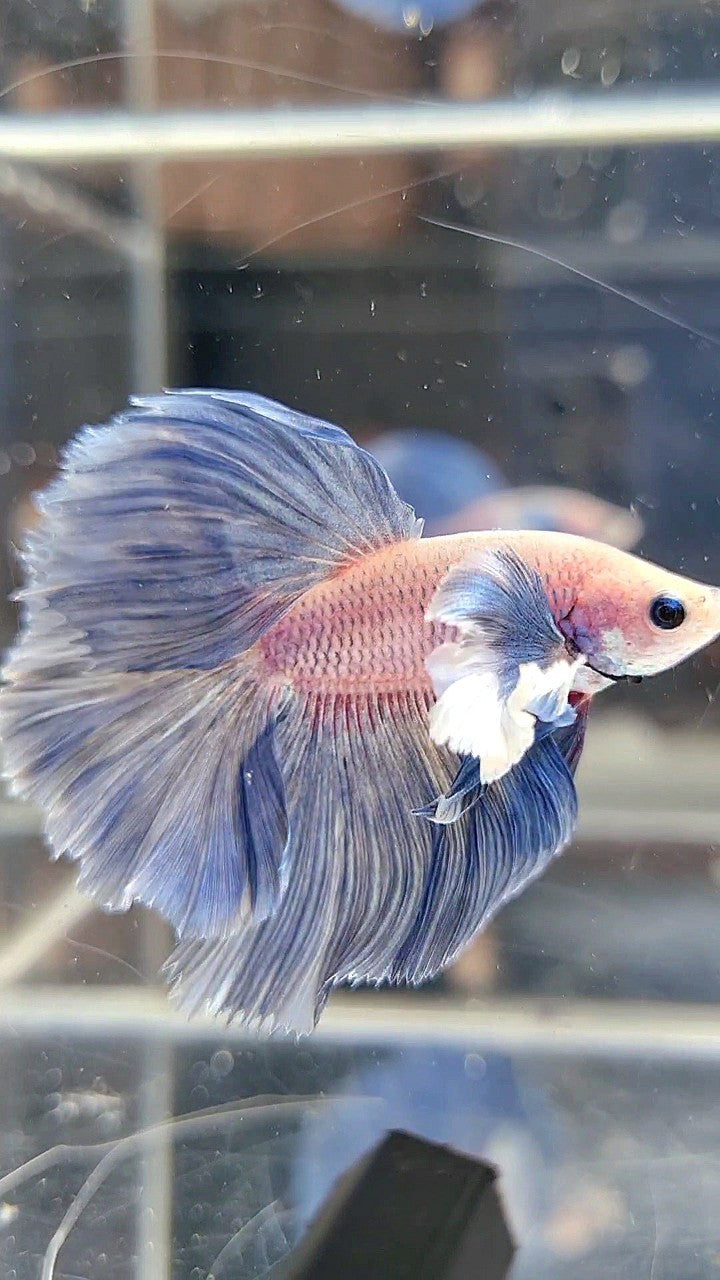 HALFMOON ROSETAIL SUPER DUMBO COLORED EAR BLUE GRIZZLE BETTA FISH