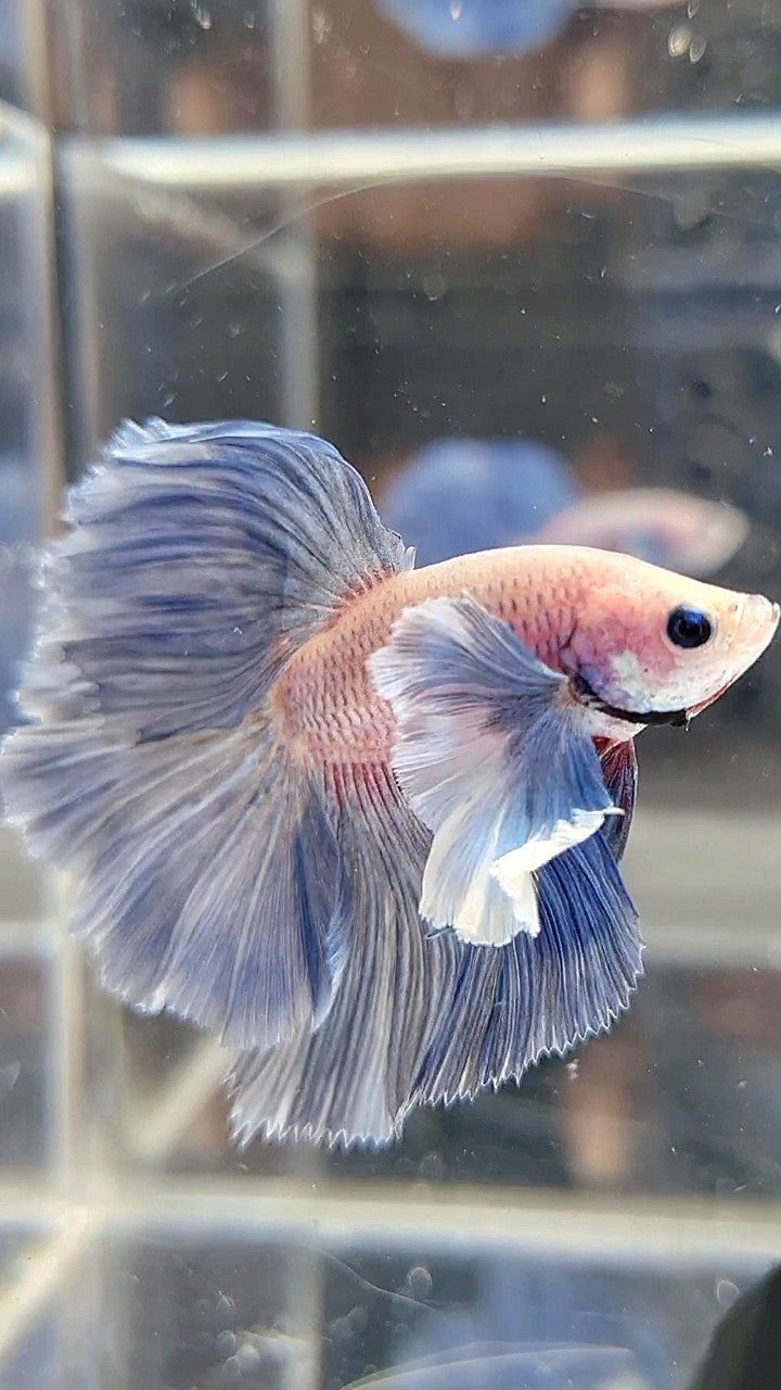HALFMOON ROSETAIL SUPER DUMBO COLORED EAR BLUE GRIZZLE BETTA FISH