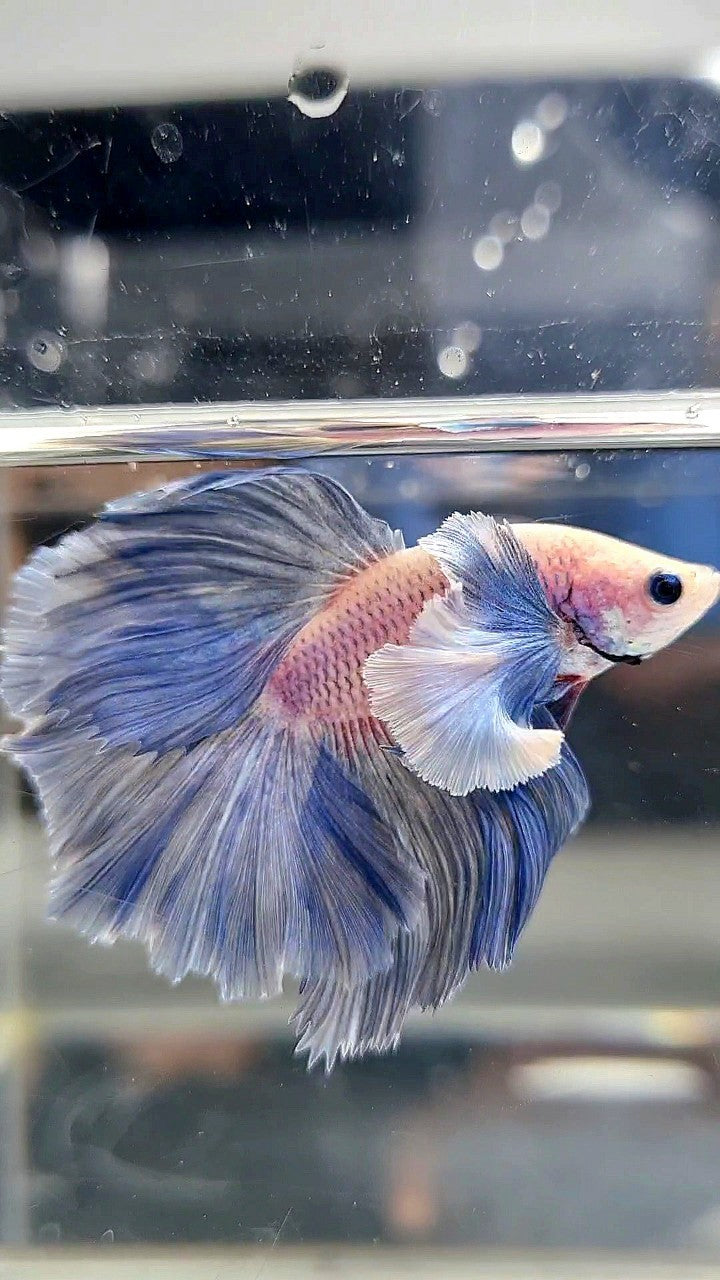 HALFMOON ROSETAIL SUPER DUMBO COLORED EAR BLUE GRIZZLE BETTA FISH