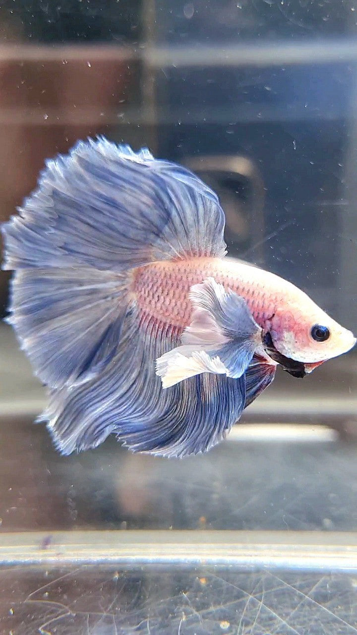 HALFMOON ROSETAIL SUPER DUMBO COLORED EAR BLUE GRIZZLE BETTA FISH