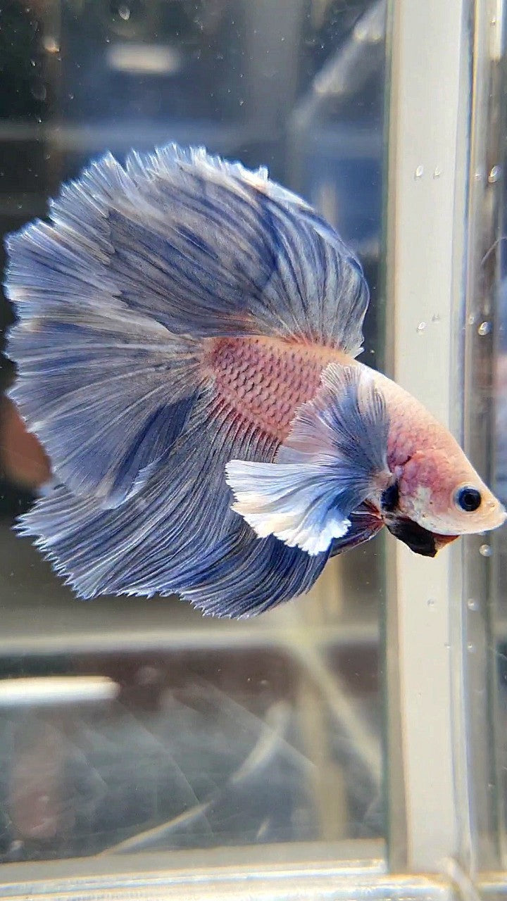 HALFMOON ROSETAIL SUPER DUMBO COLORED EAR BLUE GRIZZLE BETTA FISH