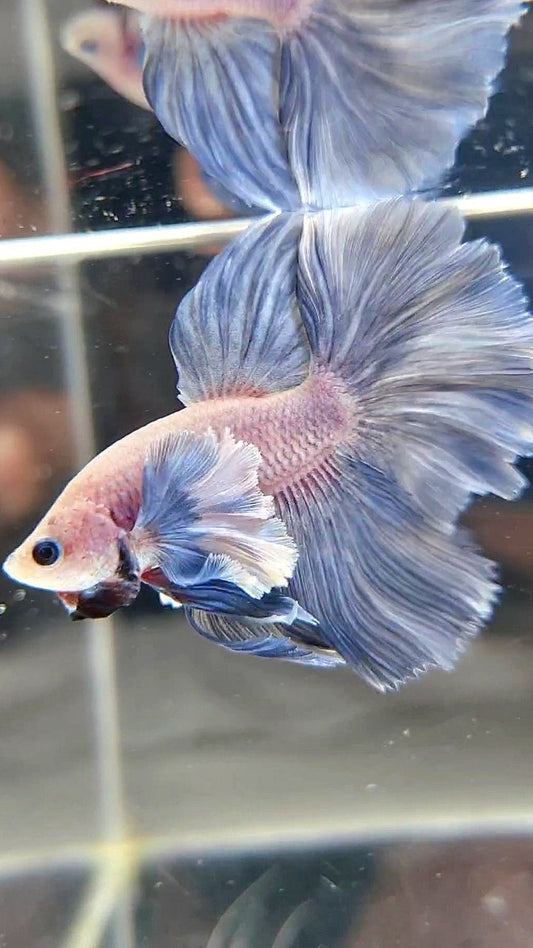 HALFMOON ROSETAIL SUPER DUMBO COLORED EAR BLUE GRIZZLE BETTA FISH