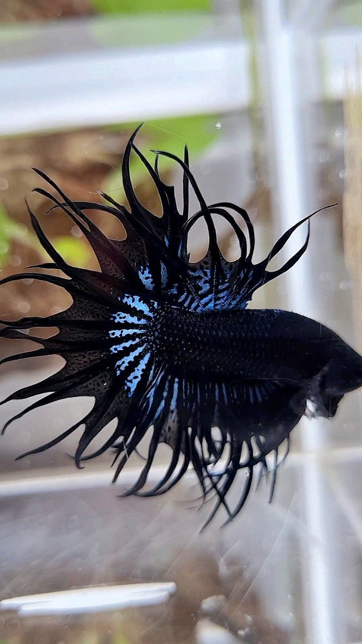 KING CROWNTAIL BLACK ORCHID BETTA FISH