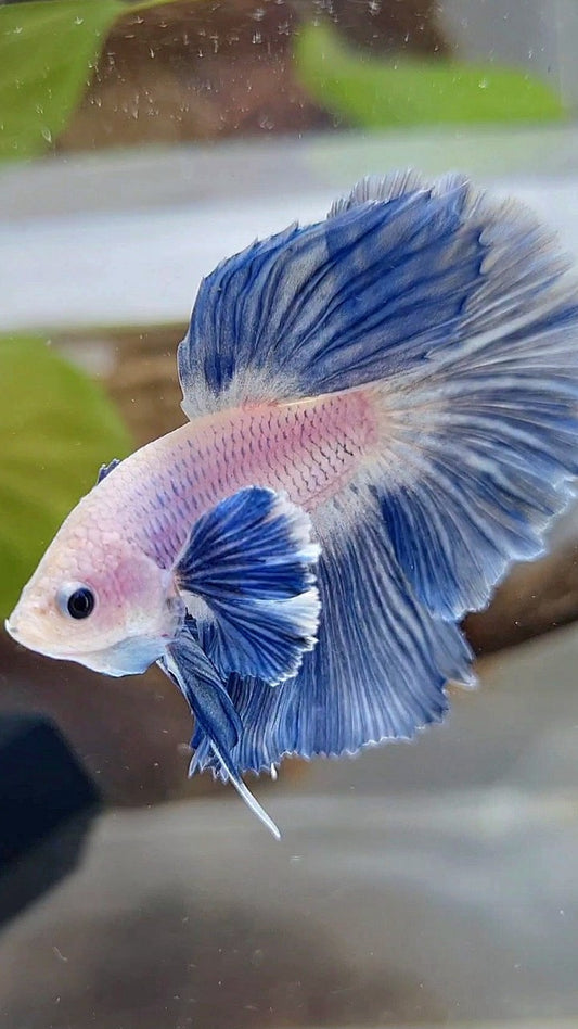HALFMOON ROSETAIL SUPER DUMBO COLORED EAR BLUE GRIZZLE BETTA FISH