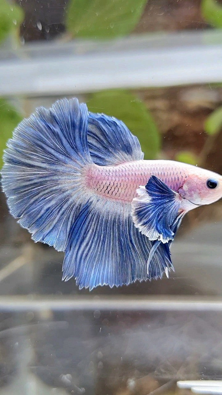 HALFMOON ROSETAIL SUPER DUMBO COLORED EAR BLUE GRIZZLE BETTA FISH