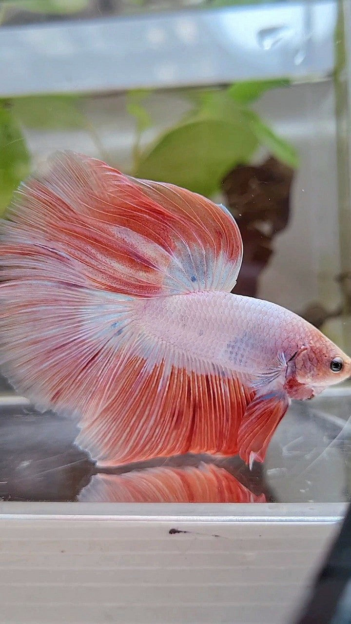 HALFMOON ROSETAIL PINK RIM FLAMINGGO BETTA FISH