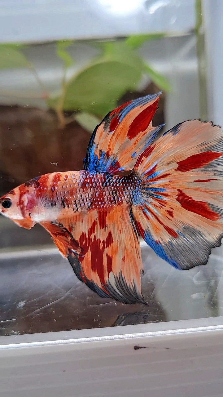 HALFMOON METTALIC ORANGE FIRE MULTICOLOR BETTA FISH