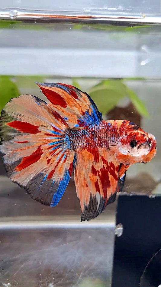 HALFMOON METTALIC ORANGE FIRE MULTICOLOR BETTA FISH