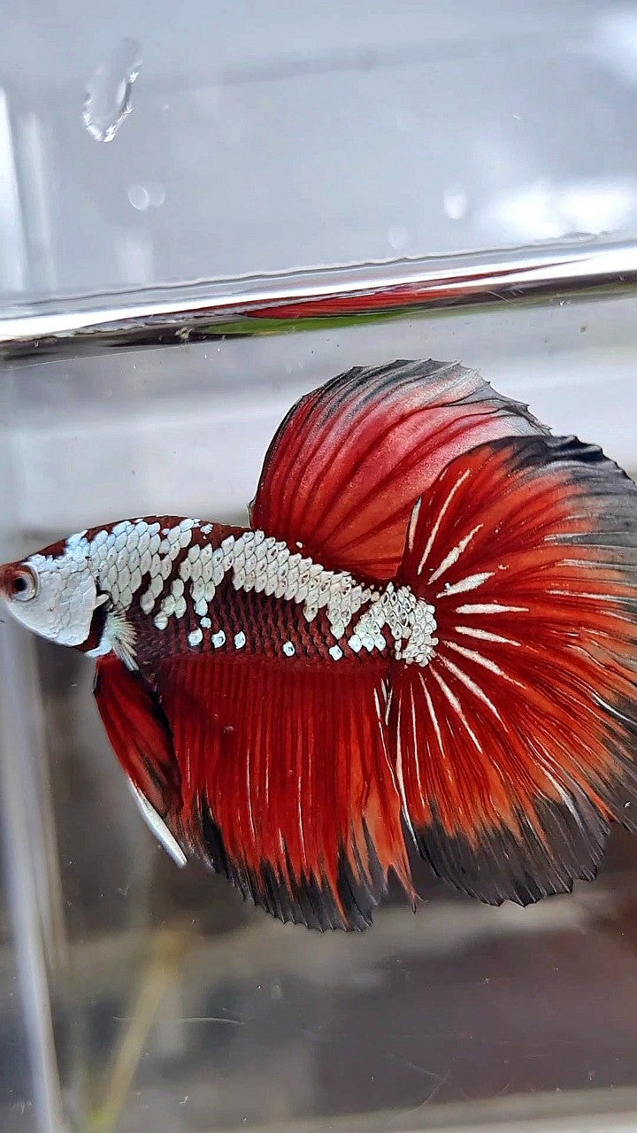 HALFMOON ROSETAIL RED SAMURAI SNOW BLACK BETTA FISH