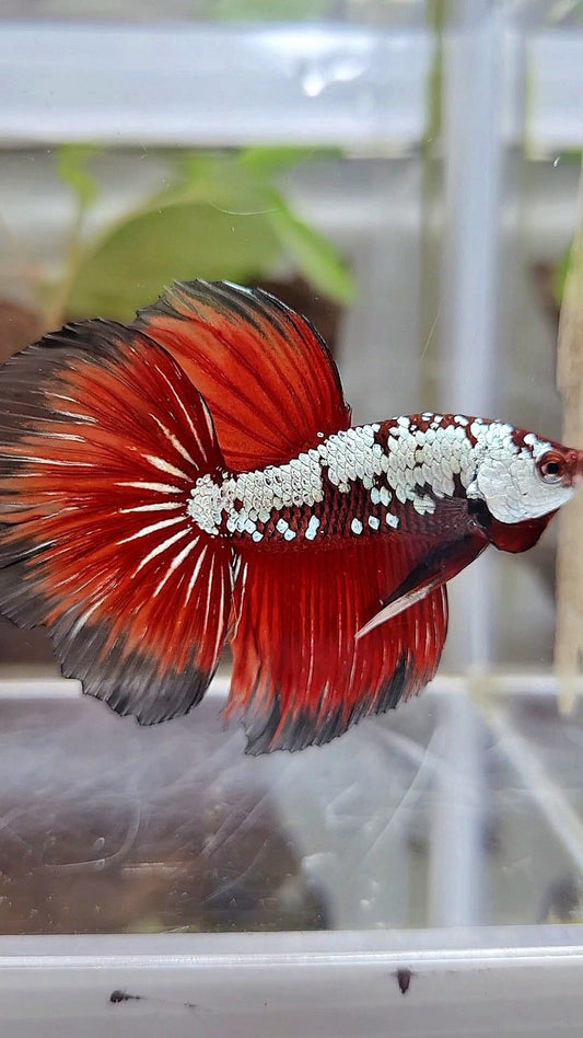 HALFMOON ROSETAIL RED SAMURAI SNOW BLACK BETTA FISH