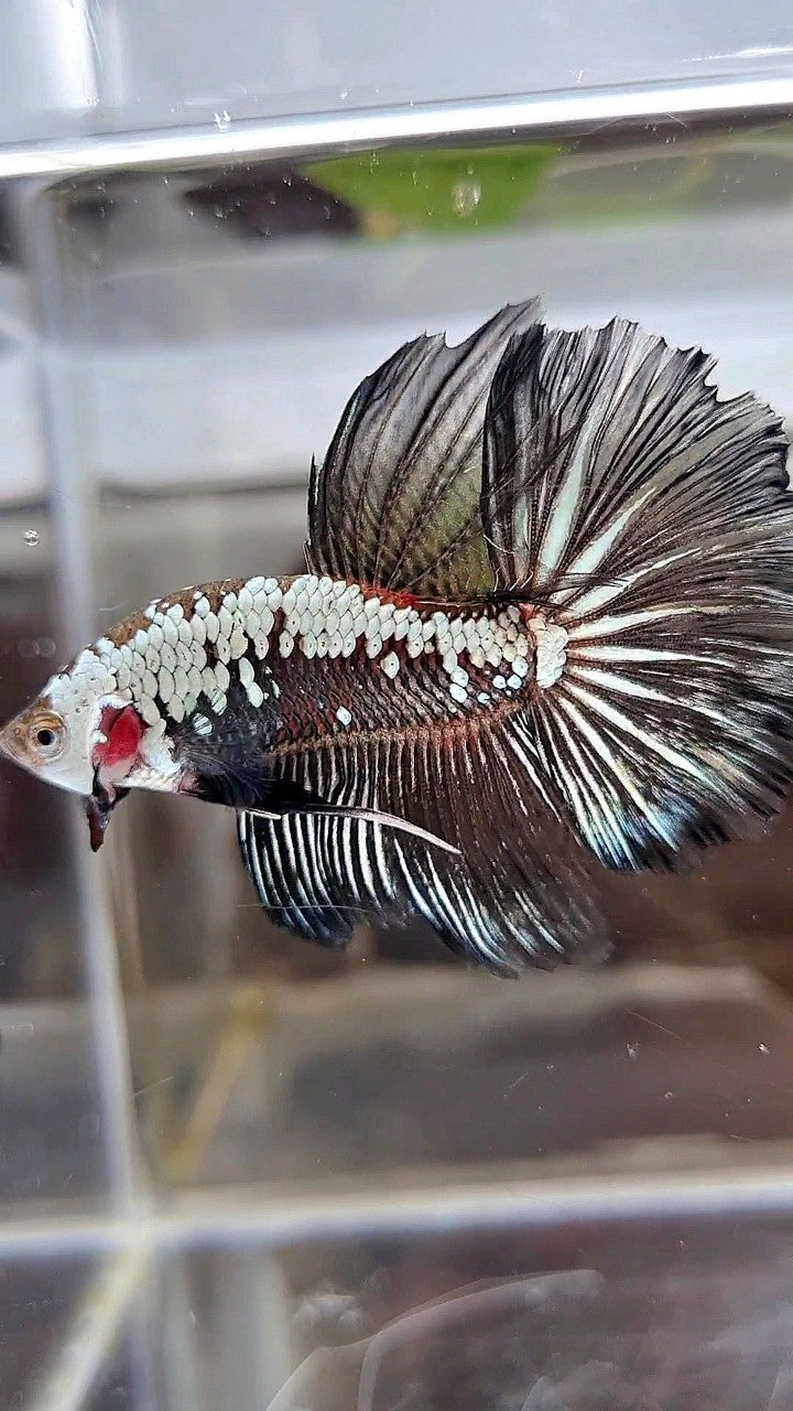 HALFMOON ROSETAIL BLACK SAMURAI SNOW BETTA FISH