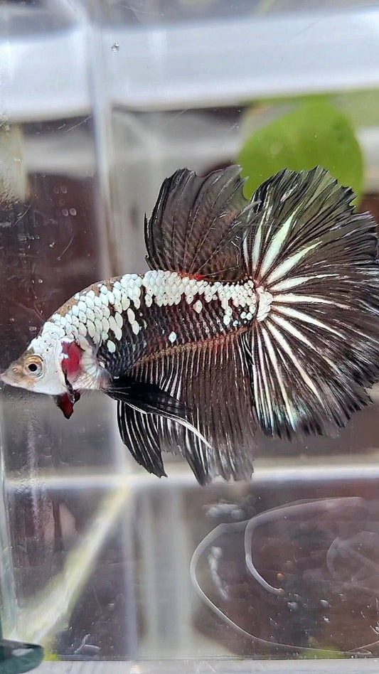 HALFMOON ROSETAIL BLACK SAMURAI SNOW BETTA FISH
